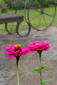 花 花の写真