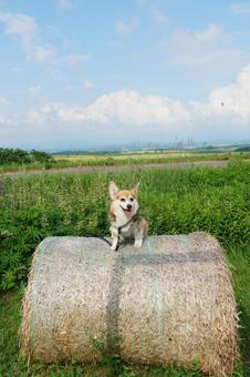 Corgi with hay roll, JPG