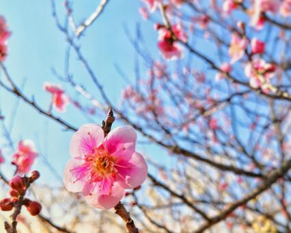 青空と梅の花 青空と梅の花の写真