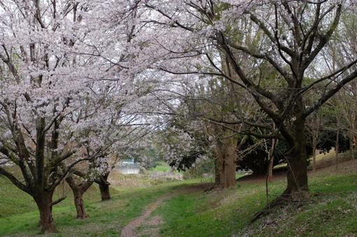 桜道 桜道の写真