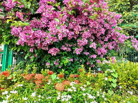 ブーゲンビリアとジャスミンなどの花 ブーゲンビリアとジャスミンなどの花の写真
