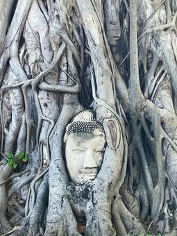 ワット・マハタート ワット・マハタート,ワット・プラ・マハータート,アユタヤの写真素材