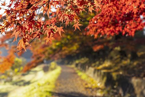 遊歩道のもみじ・秋のイメージ 遊歩道のもみじ・秋のイメージの写真