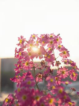 Primroses illuminated by the setting sun, JPG Primroses illuminated by the setting sun, JPG