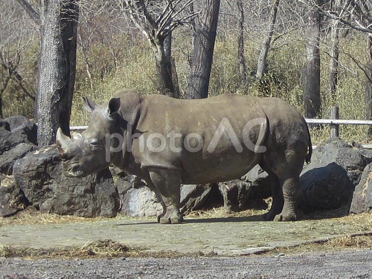 サイ（富士サファリパークにて） サイ,犀,動物園の写真素材