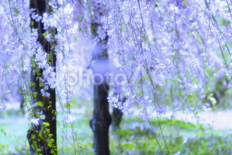 青の枝垂れ桜 幻想的,神秘的,背景の写真素材