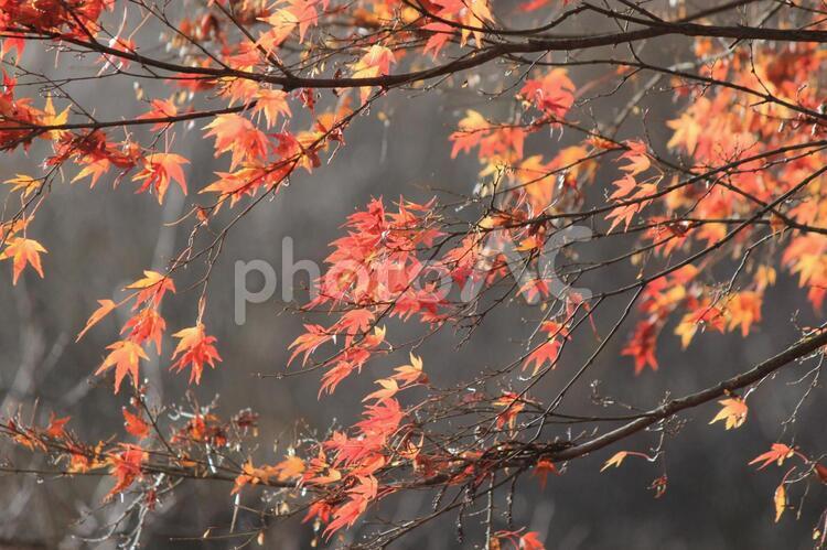 晩秋の紅葉の景色　５ 秋,紅葉,葉の写真素材