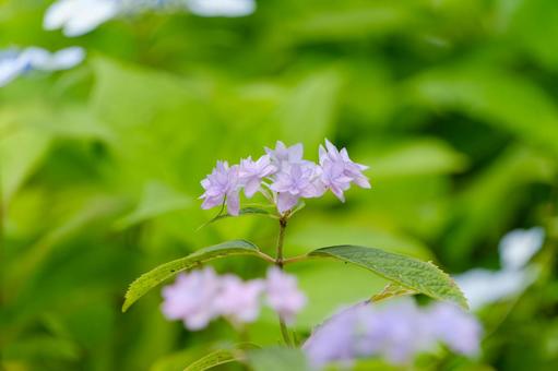 初夏の淡紫色の額紫陽花 初夏の淡紫色の額紫陽花 紫陽花,額紫陽花,紫の写真素材