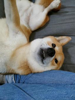 ソファでへそ天しながら眠る柴犬です! ソファでへそ天しながら眠る柴犬です!の写真