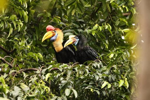アカコブサイチョウ アカコブサイチョウ アカコブサイチョウ,野鳥,野生動物の写真素材
