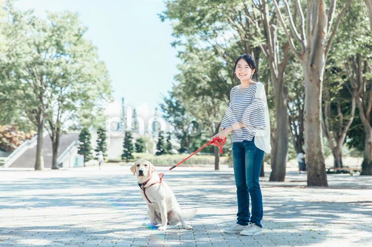 犬の散歩をする女性 犬,散歩,犬の散歩の写真素材