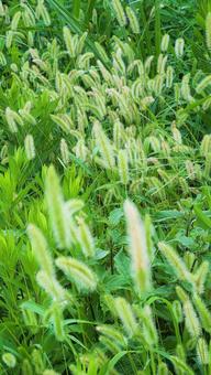 エノコログサの写真