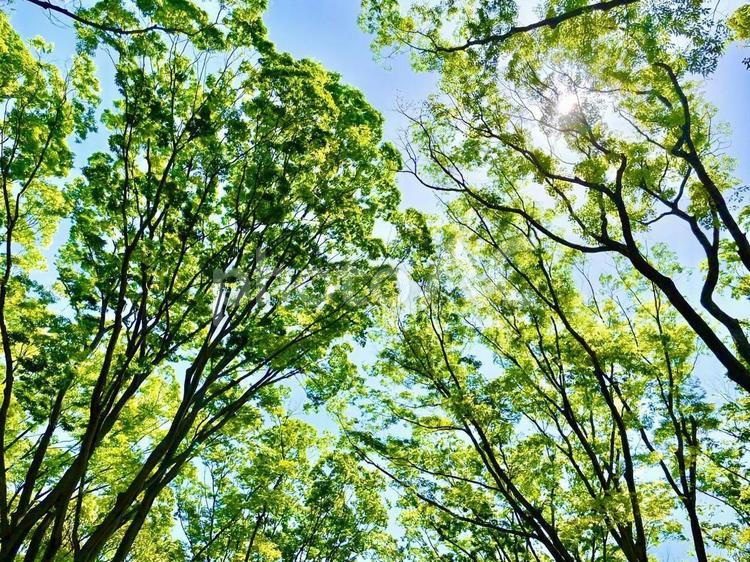 代々木公園の新緑の木々と太陽② 代々木公園,太陽,初夏の写真素材