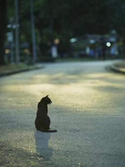 夕暮れの公園の歩道に佇む猫 猫,動物,かわいいの写真素材