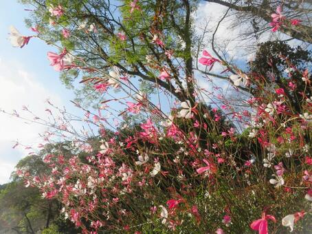 ガウラの花々 ガウラ,花,ピンクの写真素材