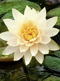 White Water Lily, JPG White Water Lily, JPG