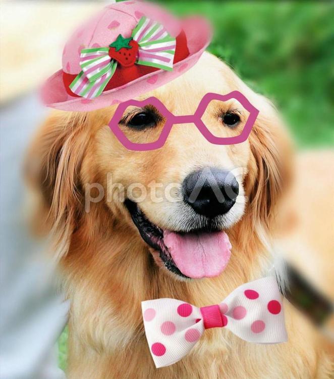 おしゃれにしてみました ゴールデンレトリーバー,犬,大型犬の写真素材
