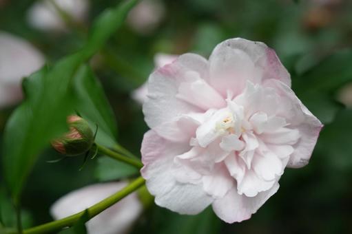 薄紅色のモッコウバラの写真