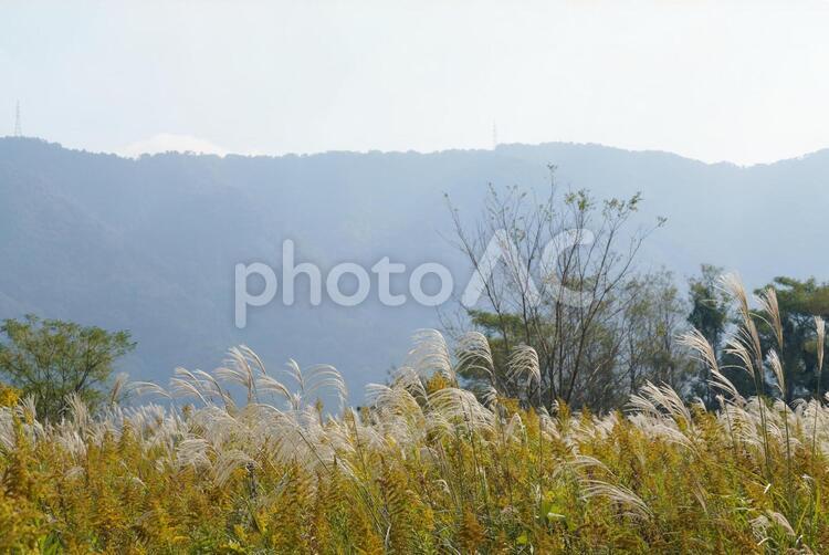 ススキ　風景 ススキ,秋,自然の写真素材