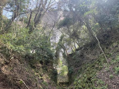 苔むした道と岩壁に囲まれた渓谷 苔むした道と岩壁に囲まれた渓谷 渓谷,苔,緑の写真素材