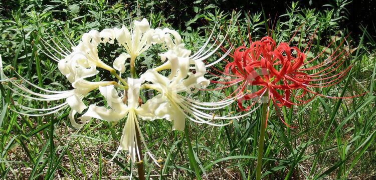 白一輪赤一輪の曼珠沙華 彼岸花,曼珠沙華,お彼岸の写真素材