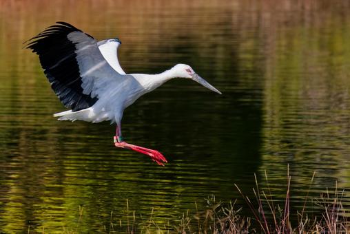 着陸態勢のコウノトリの写真