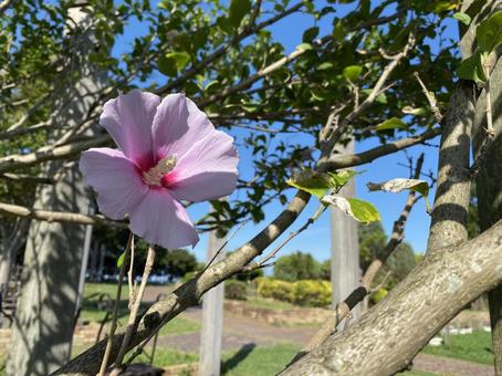 Rose of Sharon flower, JPG Rose of Sharon flower, JPG