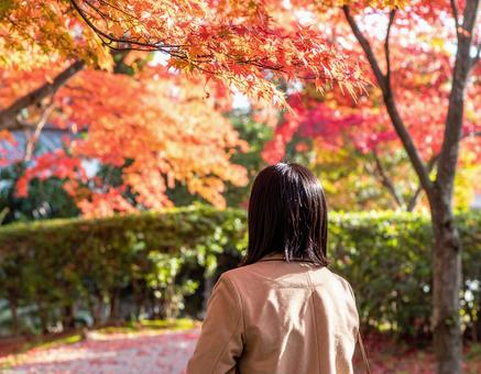 紅葉を見る女性の後ろ姿 紅葉を見る女性の後ろ姿の写真