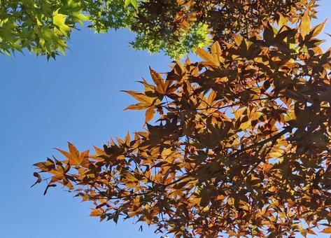 青空とイロハモミジ_1 青空とイロハモミジ_1 イロハモミジ,紅葉,青空の写真素材