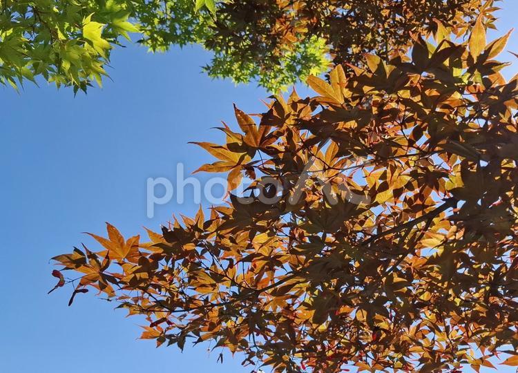 青空とイロハモミジ_1 イロハモミジ,紅葉,青空の写真素材