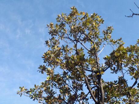 木 木,枝,空の写真素材