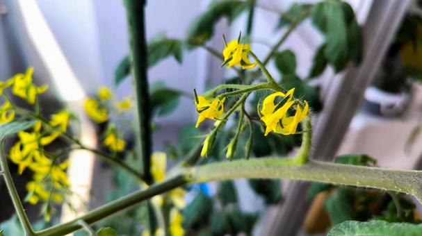 ミニトマトの花 ミニトマトの花の写真