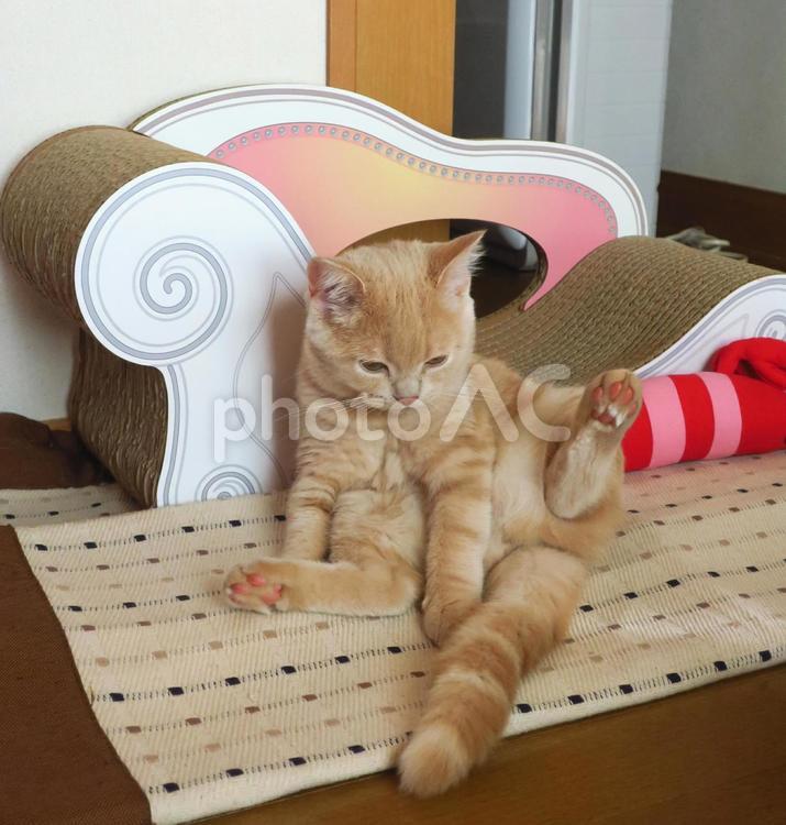 うちのネコさま　爪とぎソファで足パッカン ネコ,猫,昼寝の写真素材