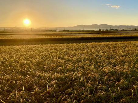 赤き陽に染まる田園 赤き陽に染まる田園 稲,稲穂,米の写真素材