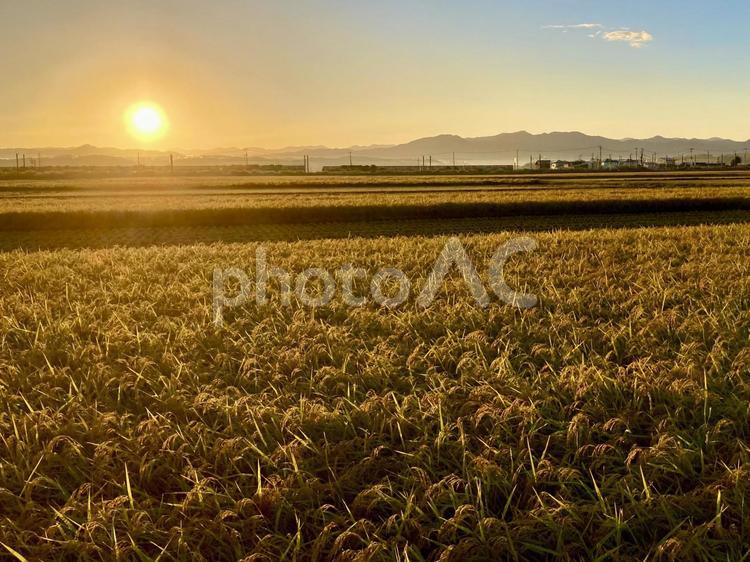 赤き陽に染まる田園 赤き陽に染まる田園 稲,稲穂,米の写真素材
