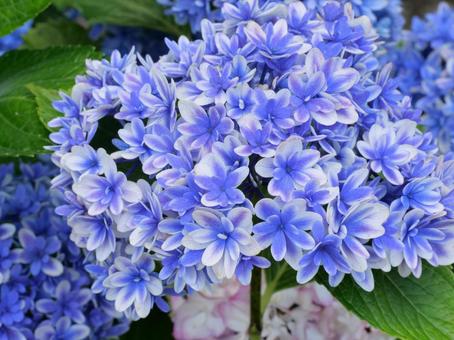 Hydrangea, JPG Hydrangea, JPG
