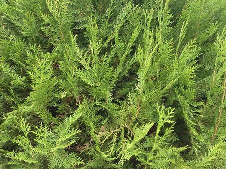 グリーンの植え込みテクスチャー グリーンの植え込みテクスチャーの写真
