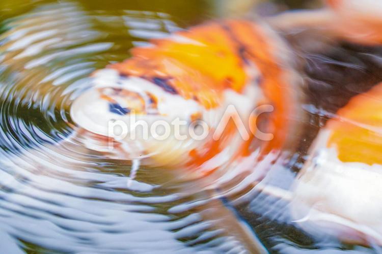 鯉の呼吸•弌の型 鯉,池,生物の写真素材