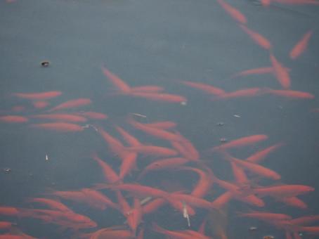 少し深いところを泳ぐ金魚の群れ 少し深いところを泳ぐ金魚の群れ 金魚,養魚場,金魚園の写真素材