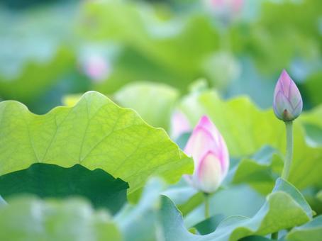 朝日に照らされる蓮のつぼみの画像 朝日に照らされる蓮のつぼみの画像 蓮,蓮の花,つぼみの写真素材