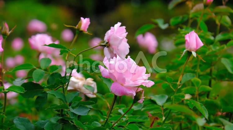 県立播磨中央公園　バラ園 播磨中央公園,ばら,バラの写真素材