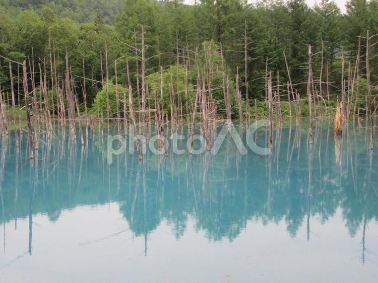 北海道　青い池　美瑛 北海道,青い池,美瑛の写真素材
