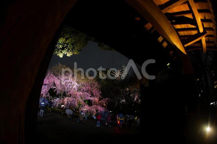 六義園の満開の枝垂れ桜 六義園,桜,枝垂れ桜の写真素材
