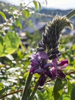 里山に咲く葛の花 葛,花,紫の写真素材
