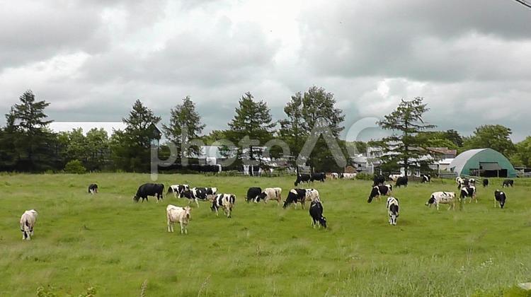 北海道　牧場　放牧　牛 北海道,牧場,放牧の写真素材