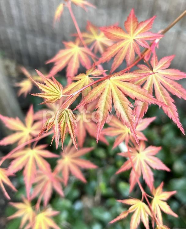 もみじ 紅葉,風景,景色の写真素材