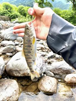 渓流釣り 山,自然,キャンプの写真素材