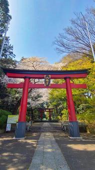 大宮八幡宮の鳥居 大宮八幡宮の鳥居 大宮八幡宮,鳥居,境内の写真素材