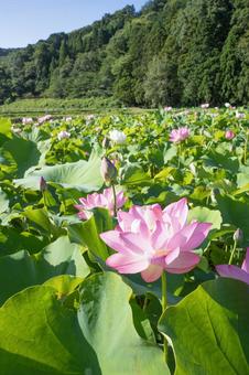 蓮の花 蓮の花の写真