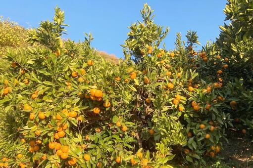 ミカン畑 広島県,大崎島,みかん畑の写真素材